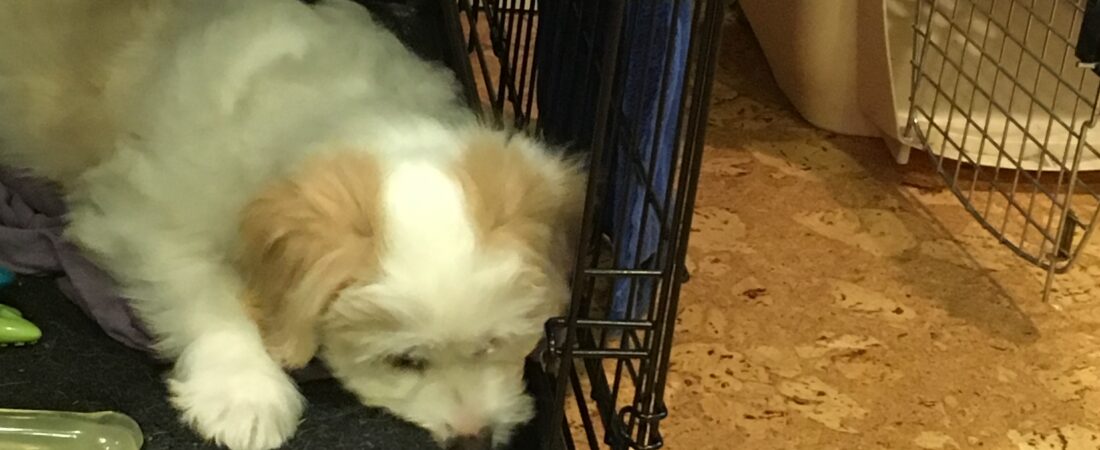 Crate Training & House Breaking