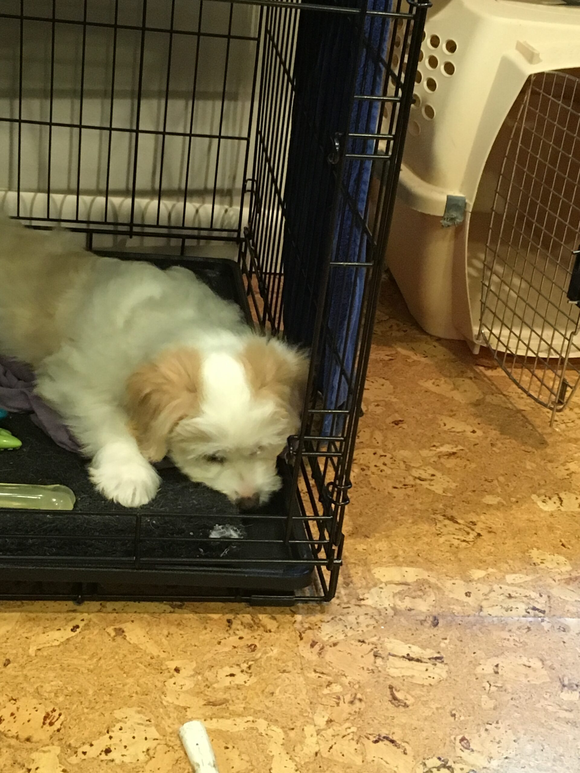 Crate Training & House Breaking