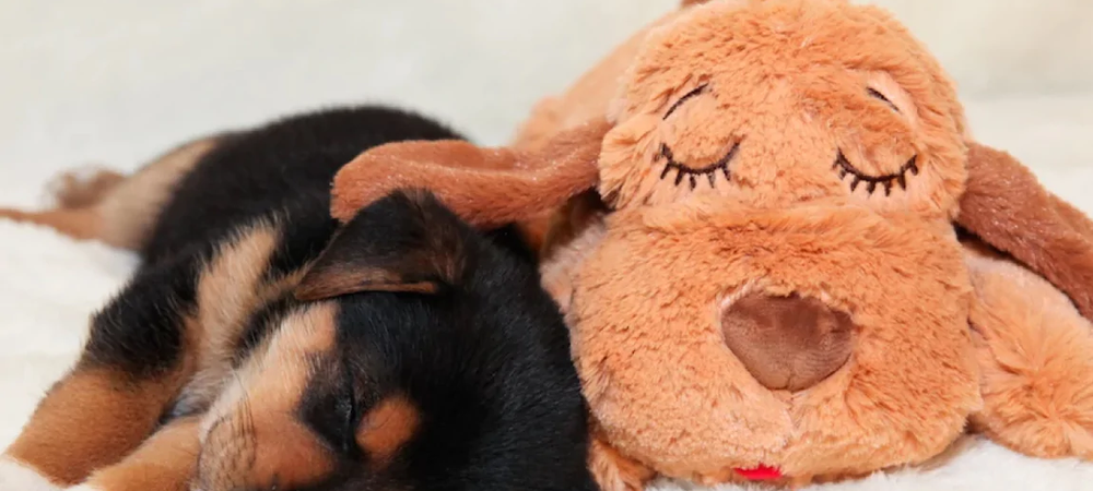 Before the Puppy Comes Home