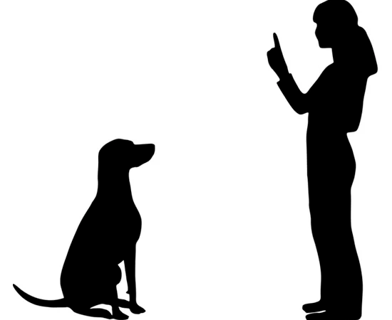 What is Positive Reinforcement Training?