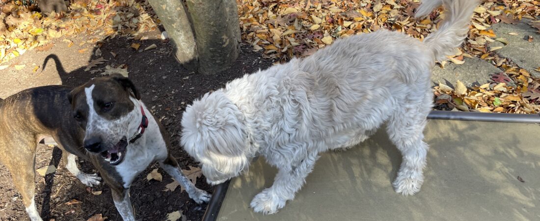 Purebred Pup or Mutt?