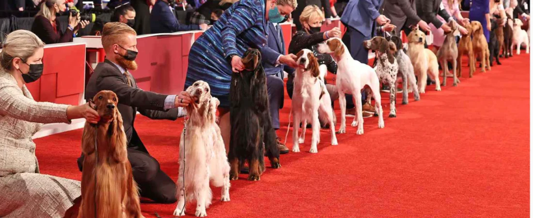 Pros and Cons AKC dog Groups