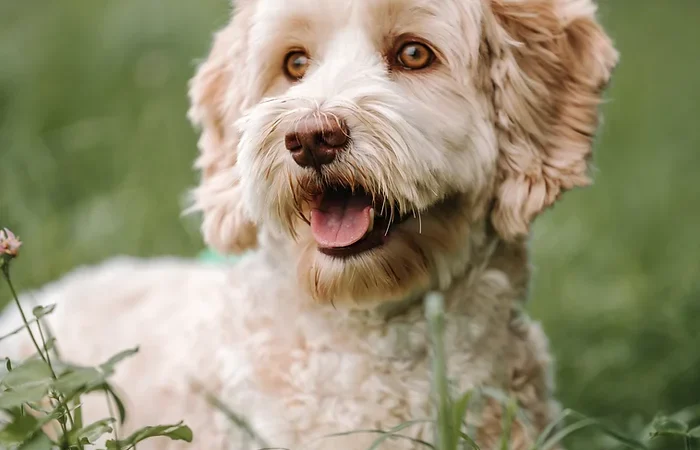 Designer Dogs- they’re just Mutts