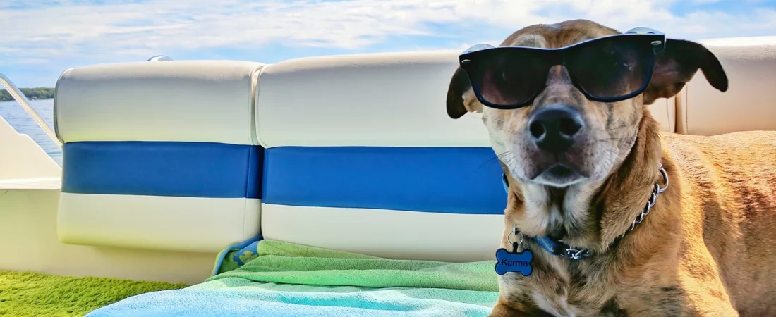 Keeping Your Canine Cool: How to Beat the Heat When it’s Too Hot for Dogs.