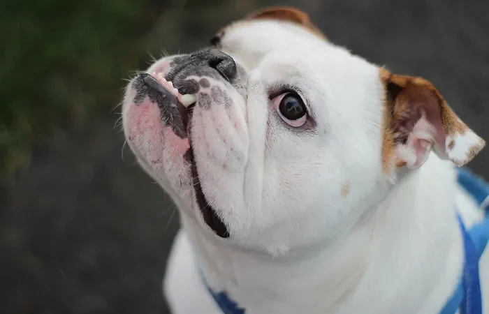 10 Most Popular Dog Breeds: A Comprehensive Guide