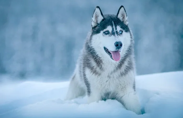 Is a Working Dog right for you?